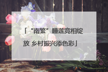 “南繁”睡莲竞相绽放 乡村振兴添色彩
