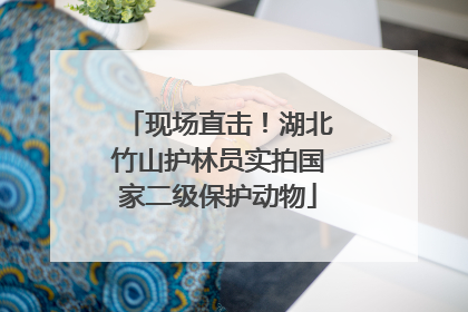 现场直击！湖北竹山护林员实拍国家二级保护动物