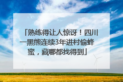 熟练得让人惊讶！四川一黑熊连续3年进村偷蜂蜜，藏哪都找得到