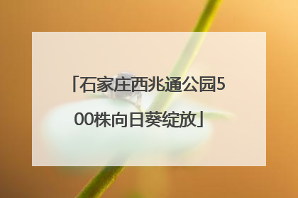 石家庄西兆通公园500株向日葵绽放