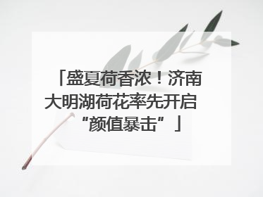 盛夏荷香浓！济南大明湖荷花率先开启“颜值暴击”