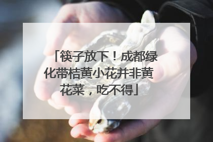 筷子放下！成都绿化带桔黄小花并非黄花菜，吃不得