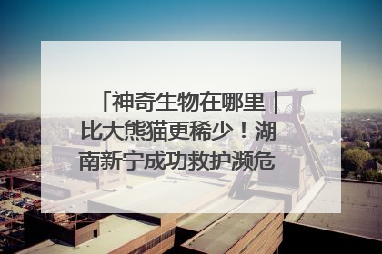 神奇生物在哪里｜比大熊猫更稀少！湖南新宁成功救护濒危鸟类海南鳽