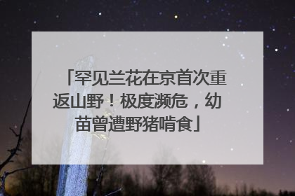 罕见兰花在京首次重返山野！极度濒危，幼苗曾遭野猪啃食