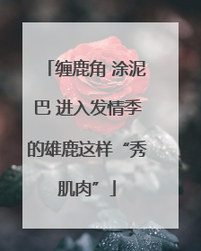 缠鹿角 涂泥巴 进入发情季的雄鹿这样“秀肌肉”