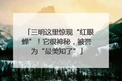 三明这里惊现“红眼蝉”！它很神秘，被誉为“最美知了”