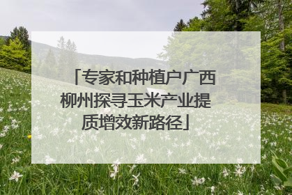 专家和种植户广西柳州探寻玉米产业提质增效新路径