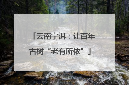 云南宁洱：让百年古树“老有所依”
