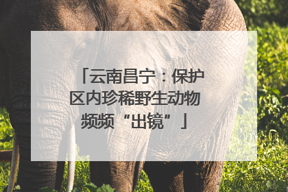 云南昌宁：保护区内珍稀野生动物频频“出镜”