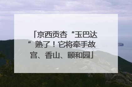 京西贡杏“玉巴达”熟了！它将牵手故宫、香山、颐和园