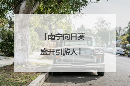 南宁向日葵盛开引游人