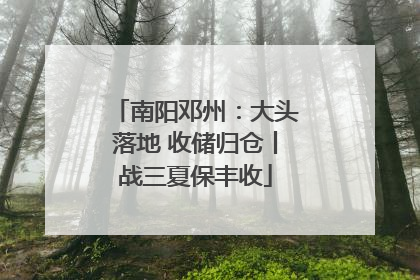 南阳邓州：大头落地 收储归仓丨战三夏保丰收