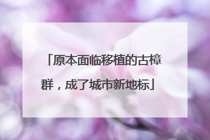 原本面临移植的古樟群，成了城市新地标