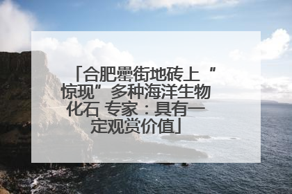 合肥罍街地砖上“惊现”多种海洋生物化石 专家：具有一定观赏价值