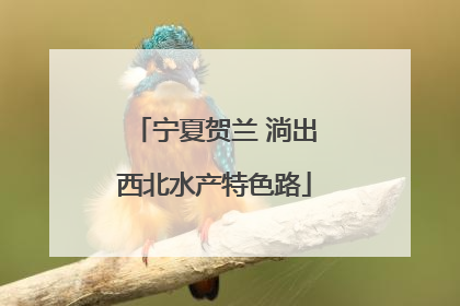 宁夏贺兰 淌出西北水产特色路
