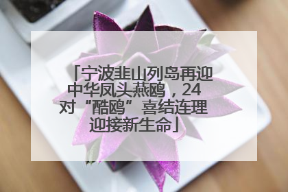 宁波韭山列岛再迎中华凤头燕鸥，24对“酷鸥”喜结连理迎接新生命
