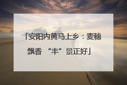 安阳内黄马上乡：麦穗飘香 “丰”景正好