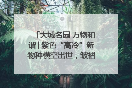 大城名园 万物和谐│紫色“高冷”新物种横空出世，皱褶叶片暗藏进化密码
