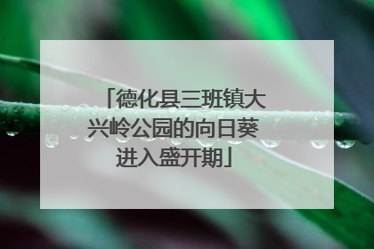 德化县三班镇大兴岭公园的向日葵进入盛开期