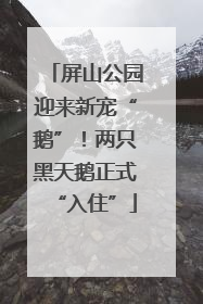 屏山公园迎来新宠“鹅”！两只黑天鹅正式“入住”