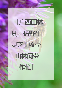 广西田林县：仿野生灵芝丰收季 山林间劳作忙