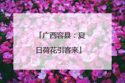 广西容县：夏日荷花引客来