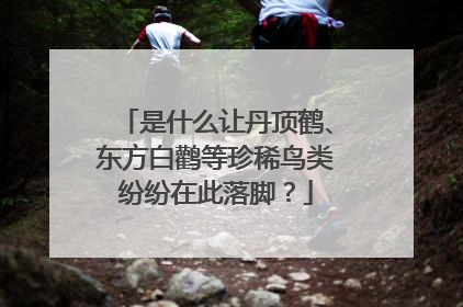 是什么让丹顶鹤、东方白鹳等珍稀鸟类纷纷在此落脚？