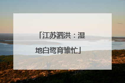 江苏泗洪：湿地白鹭育雏忙
