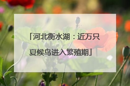 河北衡水湖：近万只夏候鸟进入繁殖期
