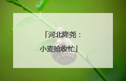 河北隆尧：小麦抢收忙