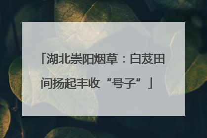 湖北崇阳烟草：白芨田间扬起丰收“号子”