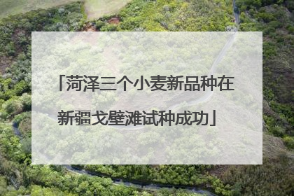 菏泽三个小麦新品种在新疆戈壁滩试种成功
