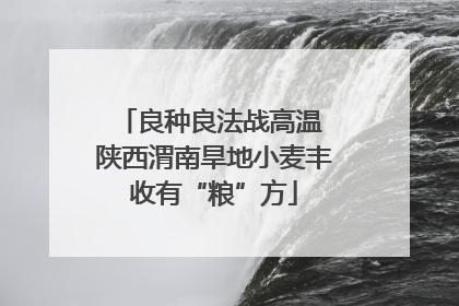 良种良法战高温 陕西渭南旱地小麦丰收有“粮”方