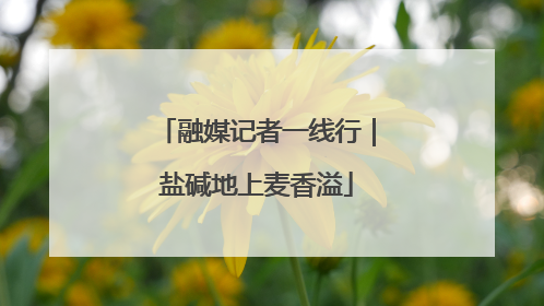 融媒记者一线行｜盐碱地上麦香溢