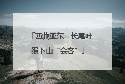 西藏亚东：长尾叶猴下山“会客”