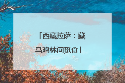 西藏拉萨：藏马鸡林间觅食