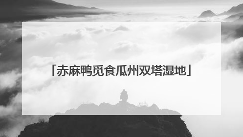 赤麻鸭觅食瓜州双塔湿地