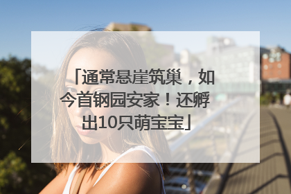 通常悬崖筑巢，如今首钢园安家！还孵出10只萌宝宝