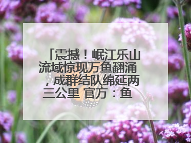 震撼！岷江乐山流域惊现万鱼翻涌，成群结队绵延两三公里 官方：鱼群在此产卵