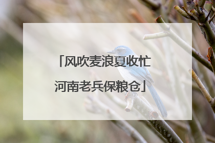 风吹麦浪夏收忙 河南老兵保粮仓