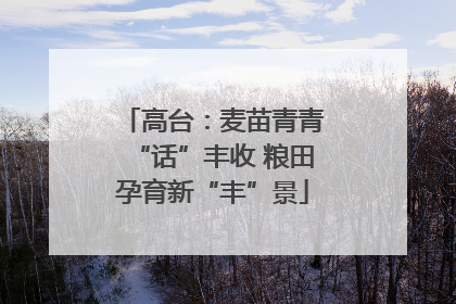高台：麦苗青青“话”丰收 粮田孕育新“丰”景