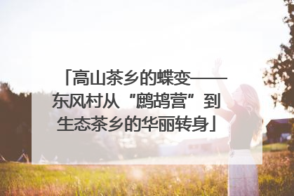 高山茶乡的蝶变——东风村从“鹧鸪营”到生态茶乡的华丽转身