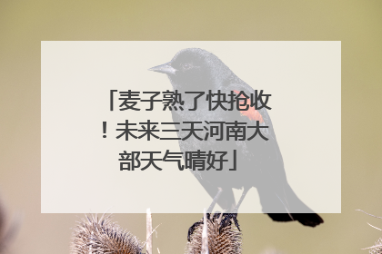 麦子熟了快抢收！未来三天河南大部天气晴好