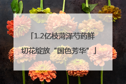 1.2亿枝菏泽芍药鲜切花绽放“国色芳华”