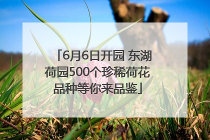 6月6日开园 东湖荷园500个珍稀荷花品种等你来品鉴
